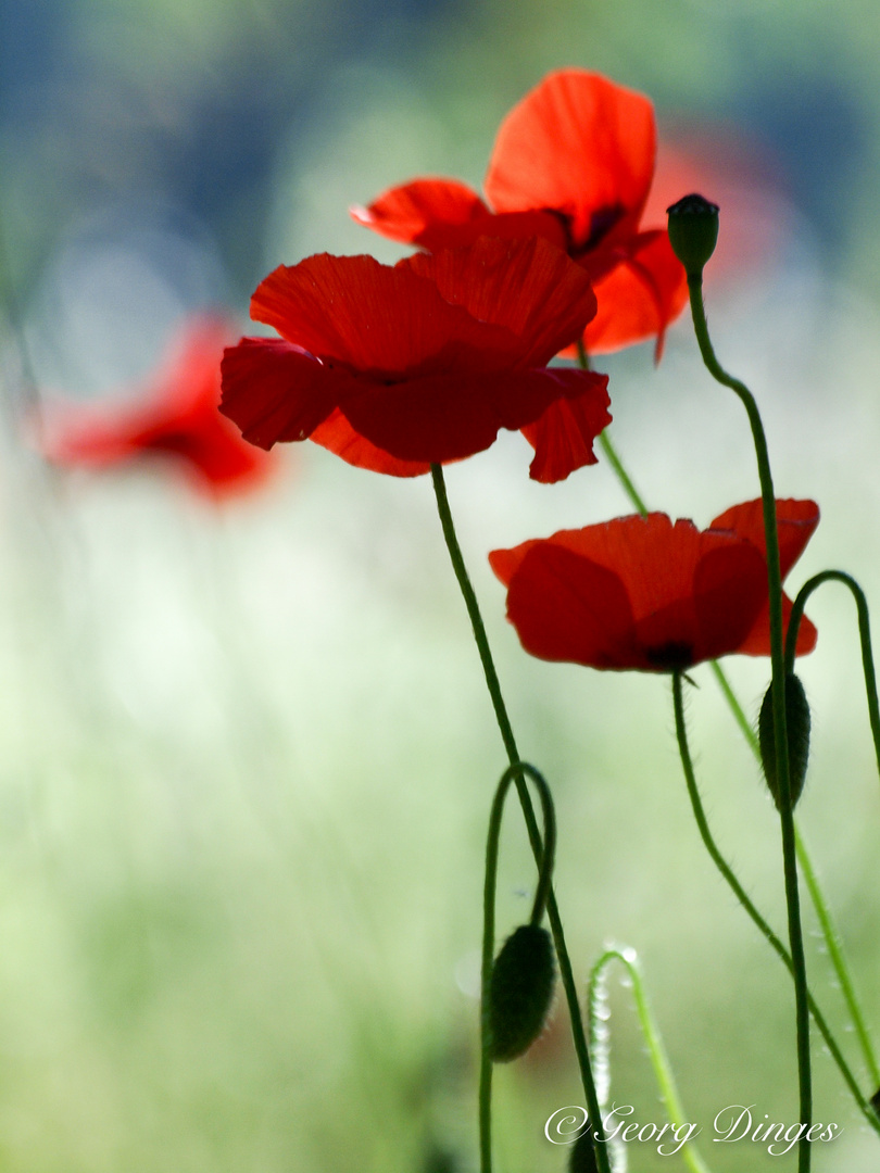 Mohn im Schatten am Rand des Feldes