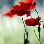 Mohn im Schatten am Rand des Feldes