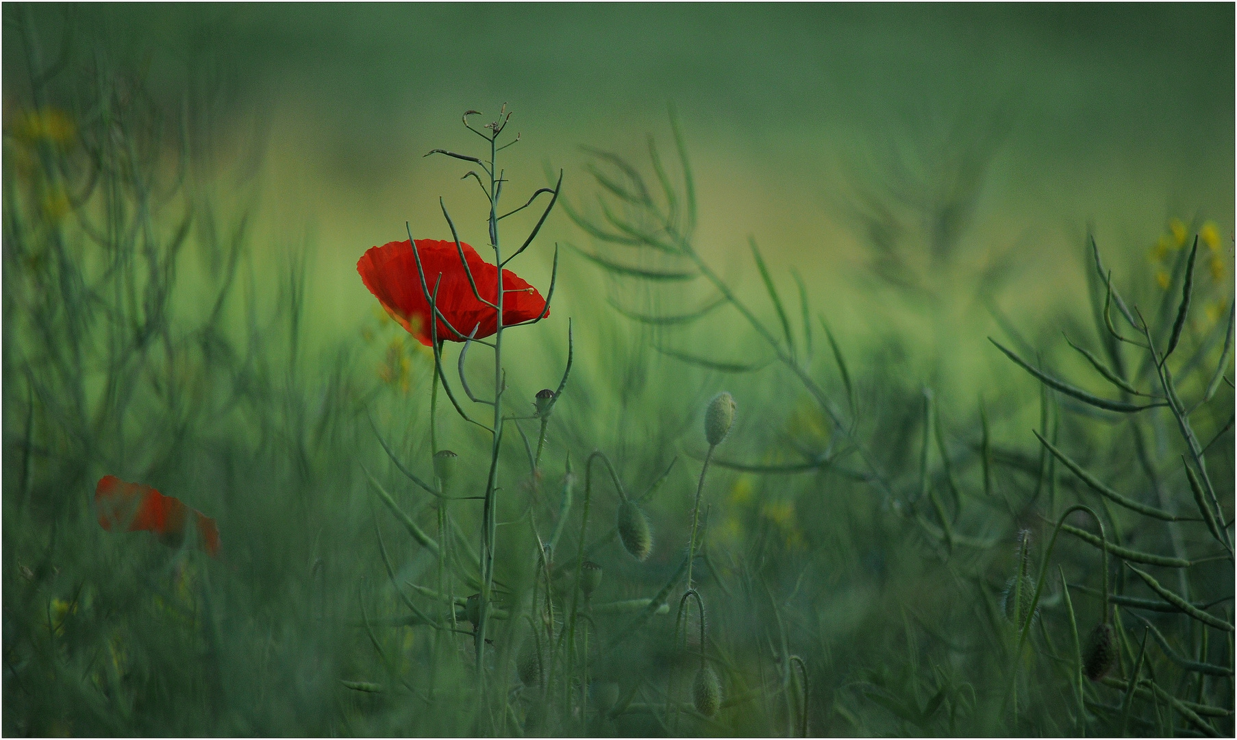 *Mohn im schattigen Rapsfeld*