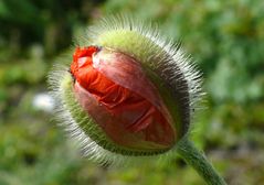 Mohn im Schlaf erwischt