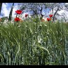 Mohn im Schloß Trauttmansdorff, Meran