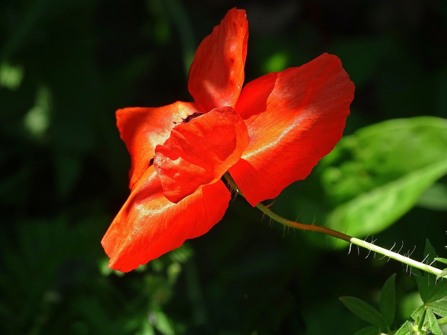 Mohn im September