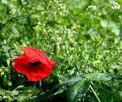 Mohn im September !