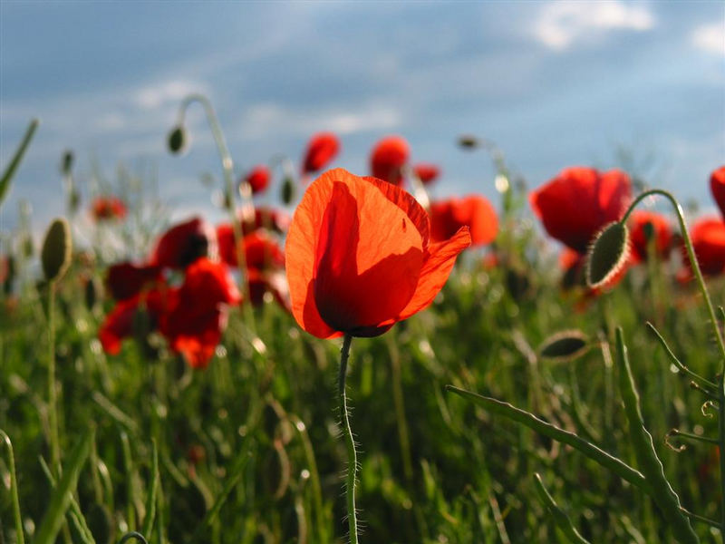 Mohn im Somer