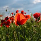 Mohn im Somer