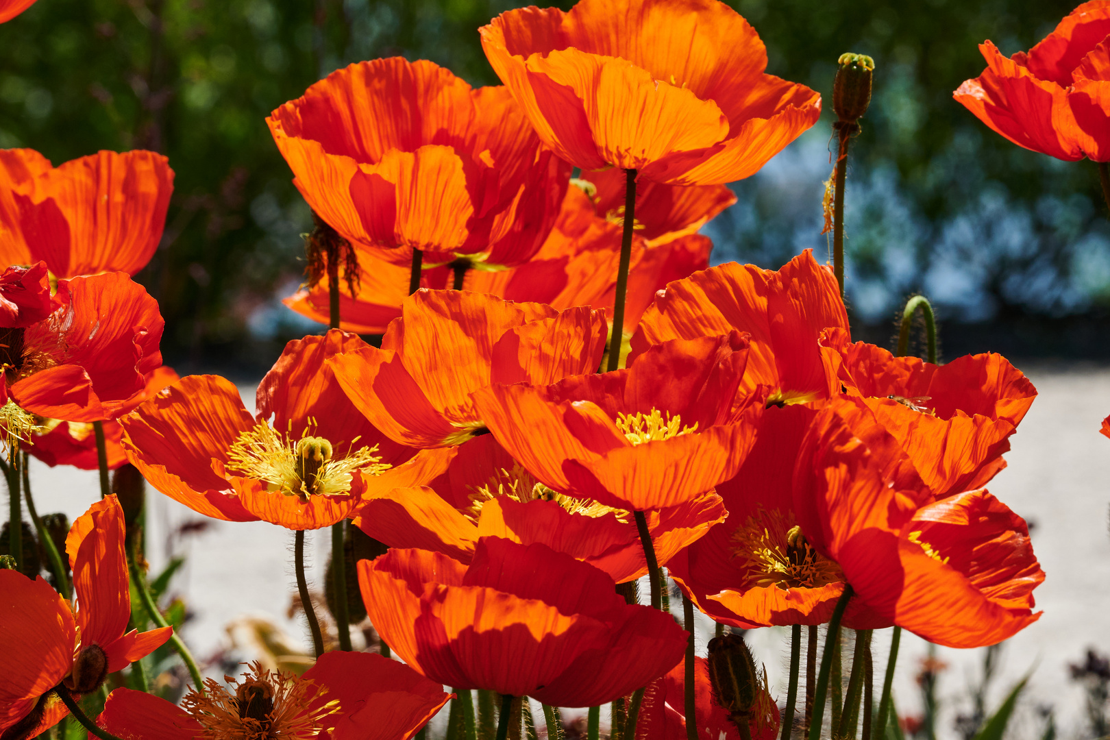 Mohn im Sommer