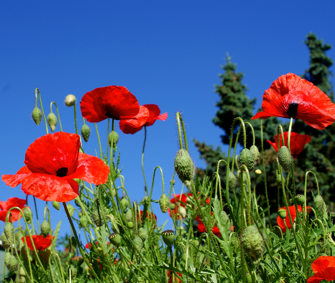 Mohn im Sommer