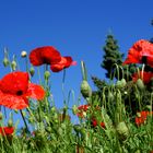 Mohn im Sommer