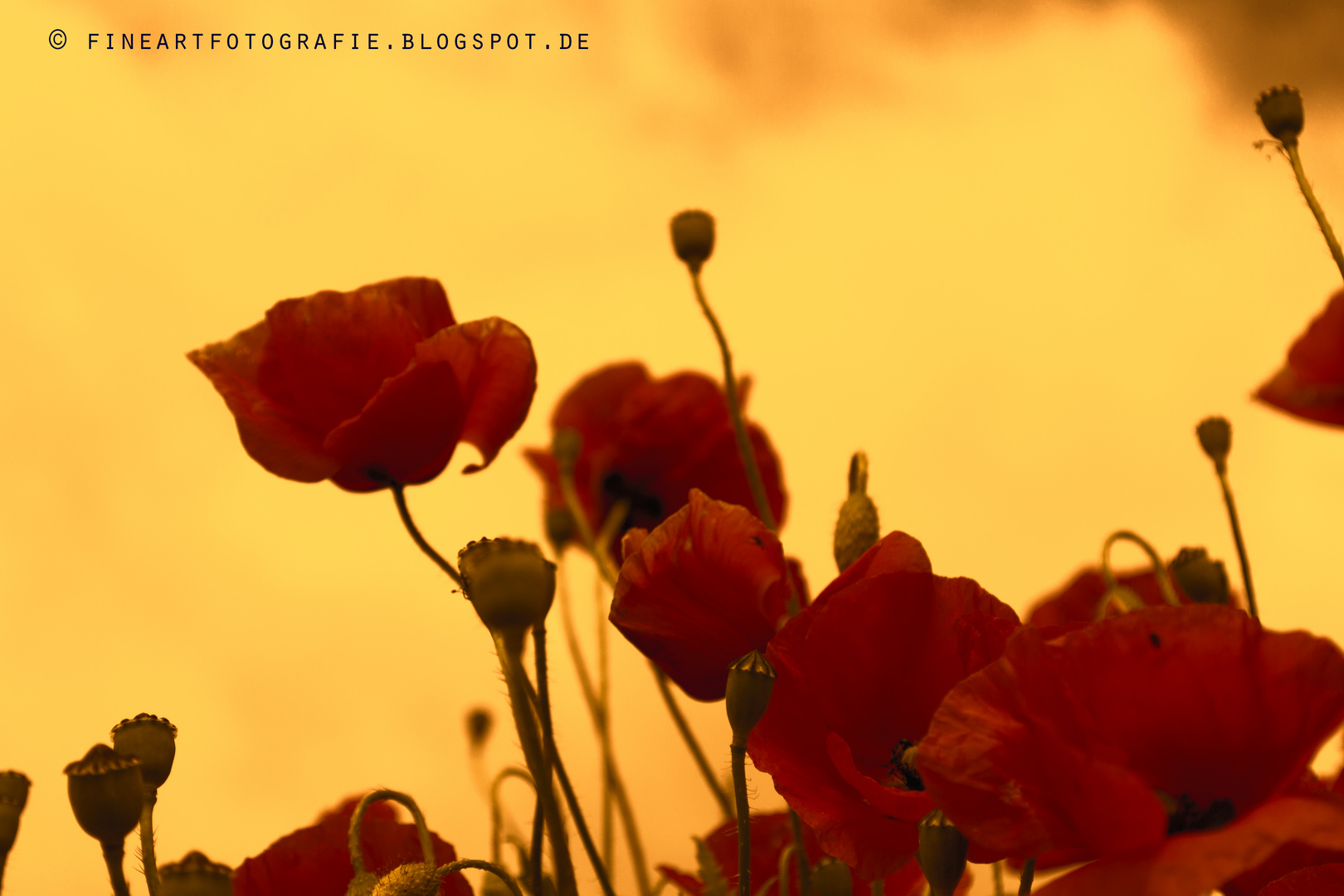 Mohn im sommerlichen Abendlicht