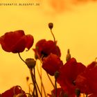 Mohn im sommerlichen Abendlicht