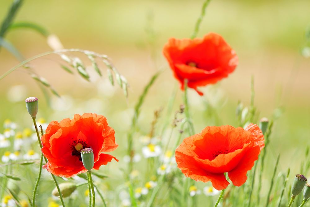 MOHN im Sommerwind...