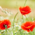 MOHN im Sommerwind...