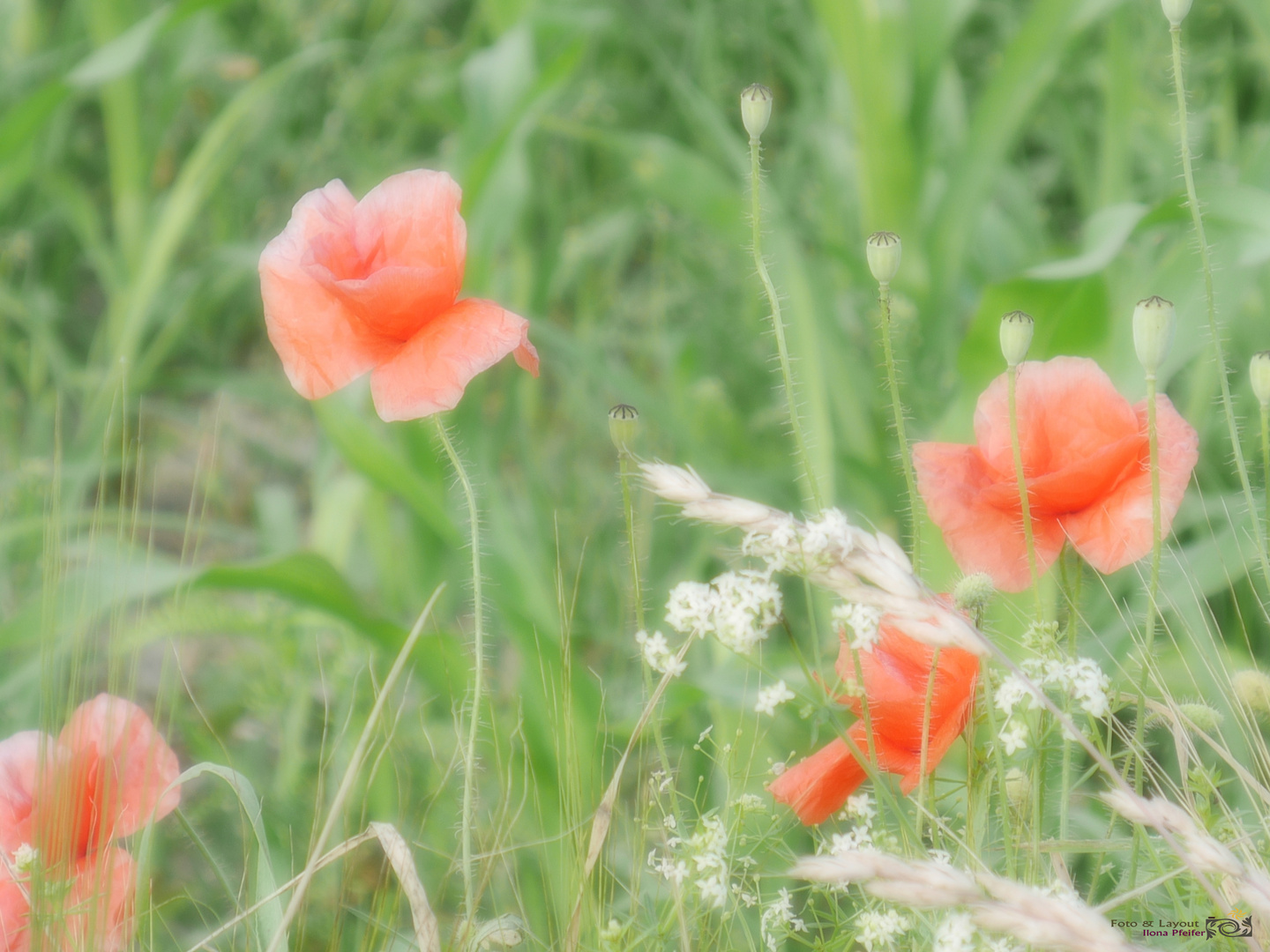 Mohn im Sommerwind