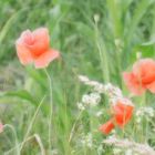 Mohn im Sommerwind