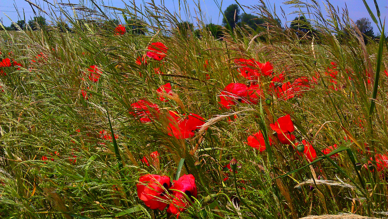 Mohn im Sommerwind