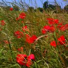 Mohn im Sommerwind