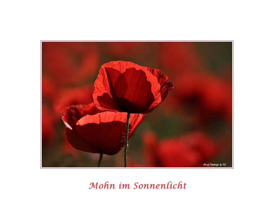 Mohn im Sommerwind...