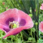 Mohn im Sommerwind