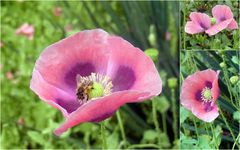 Mohn im Sommerwind