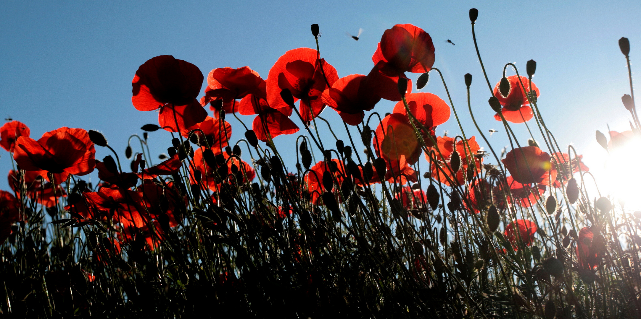 Mohn im Sonnenlicht