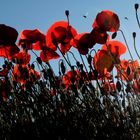 Mohn im Sonnenlicht