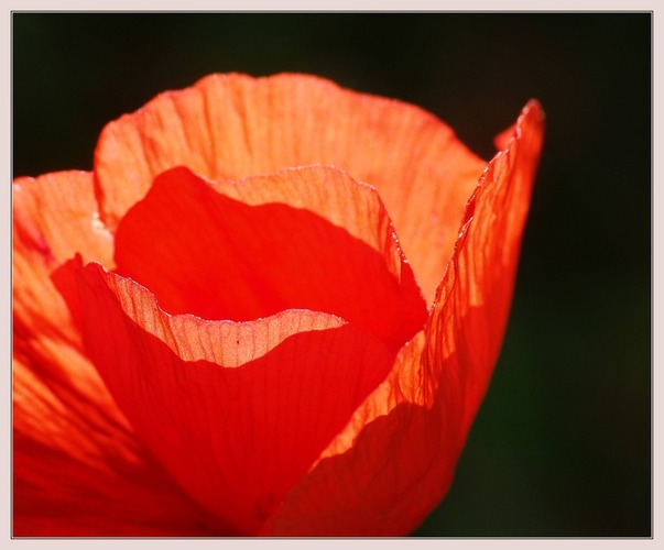 Mohn im Sonnenlicht ...