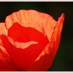 Mohn im Sonnenlicht ...