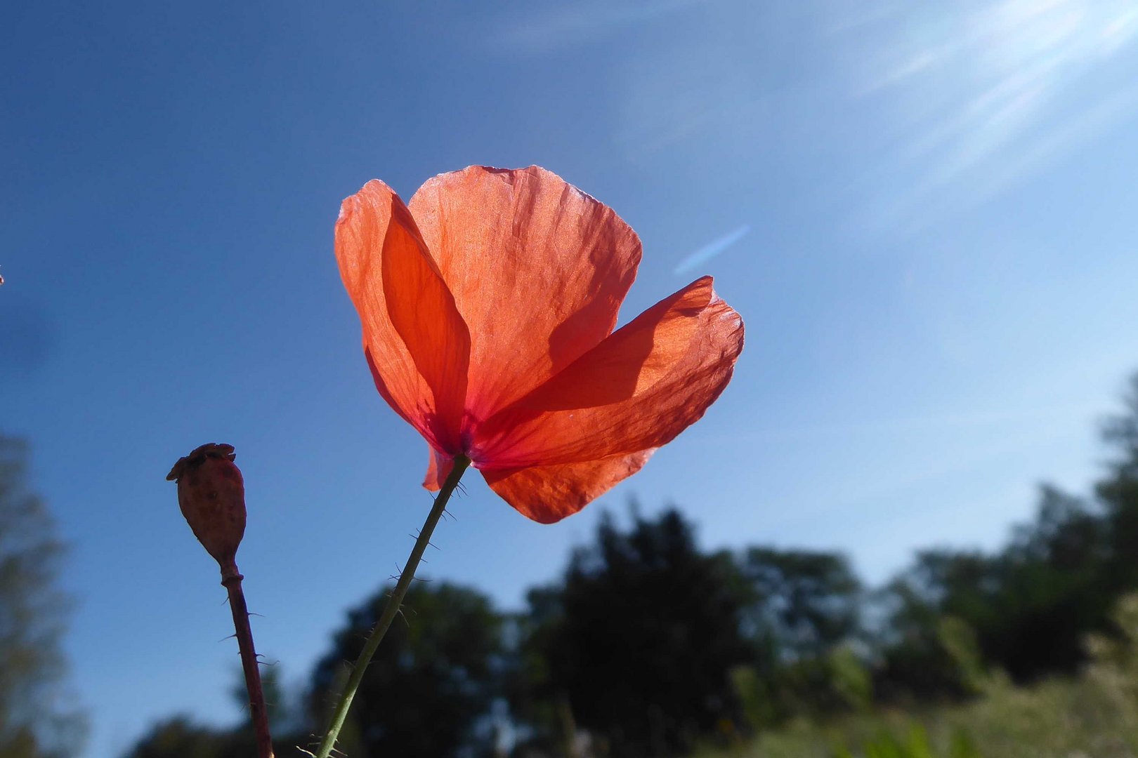 Mohn im Sonnenlicht