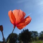 Mohn im Sonnenlicht