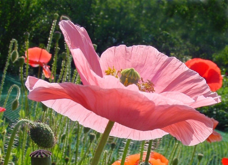 Mohn im Sonnenlicht