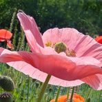 Mohn im Sonnenlicht