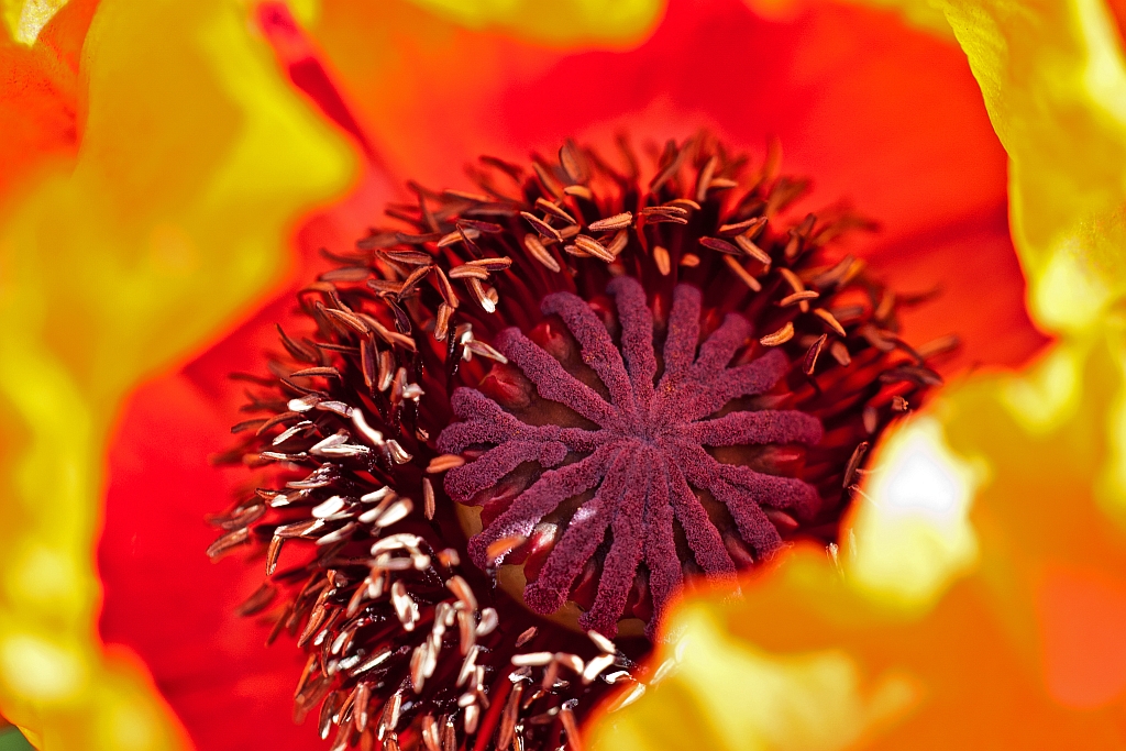 Mohn im Sonnenlicht