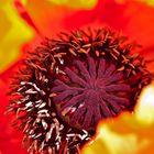 Mohn im Sonnenlicht