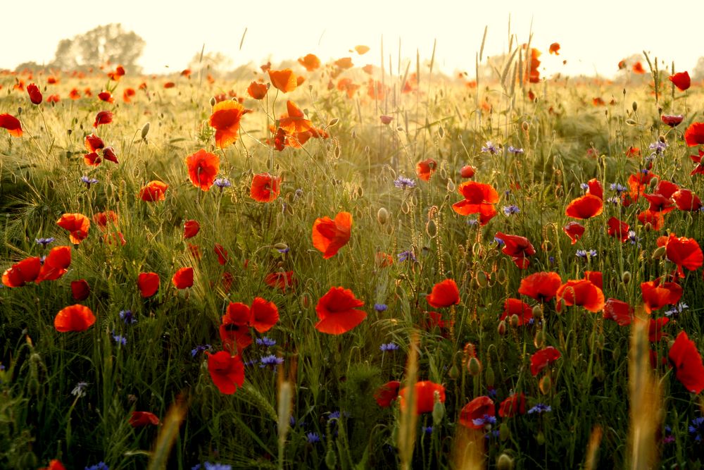 Mohn im Sonnenlicht