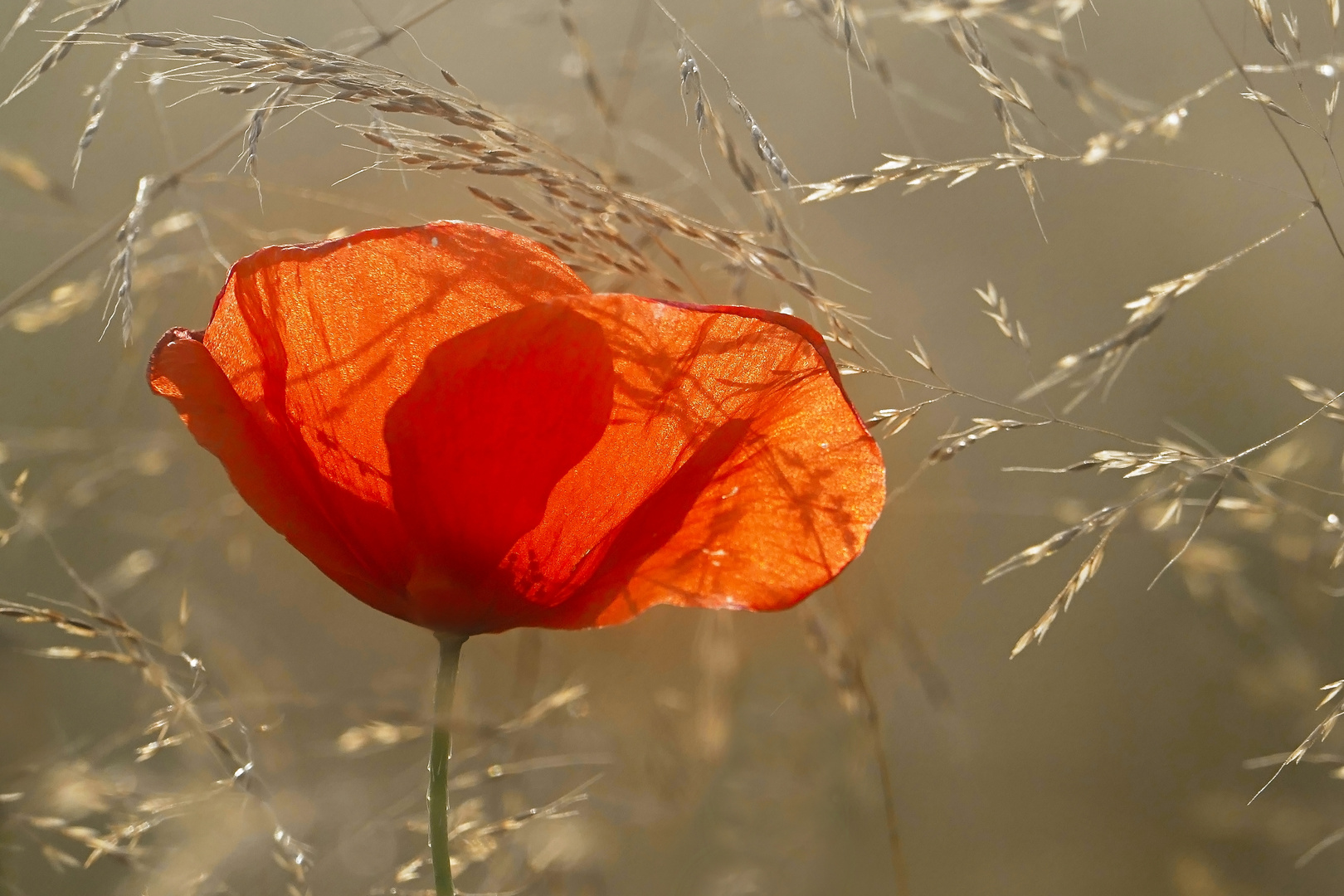 Mohn im Sonnenlicht