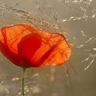 Mohn im Sonnenlicht