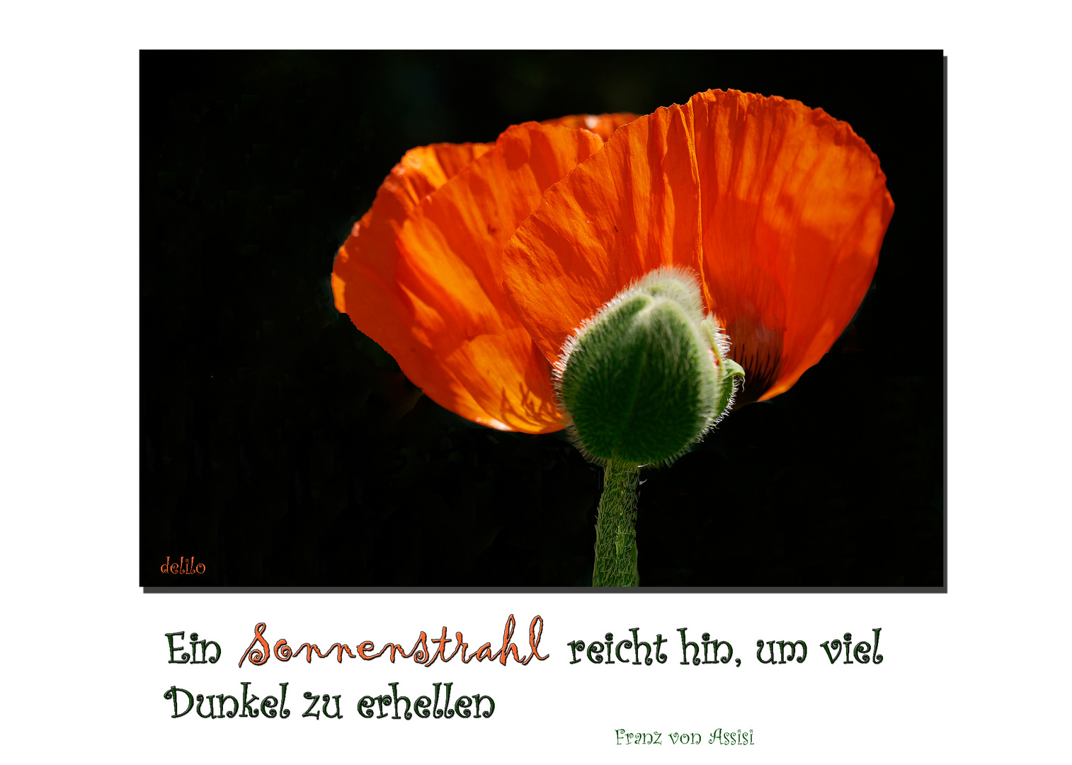 Mohn im Sonnenlicht..