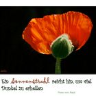 Mohn im Sonnenlicht..