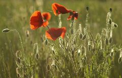 Mohn im Sonnenlicht