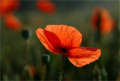 Mohn im Sonnenlicht