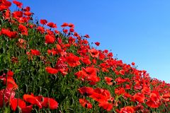 Mohn im Sonnenschein