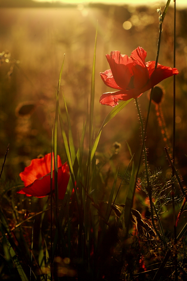 Mohn im Sonnenuntergang