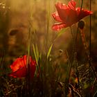 Mohn im Sonnenuntergang