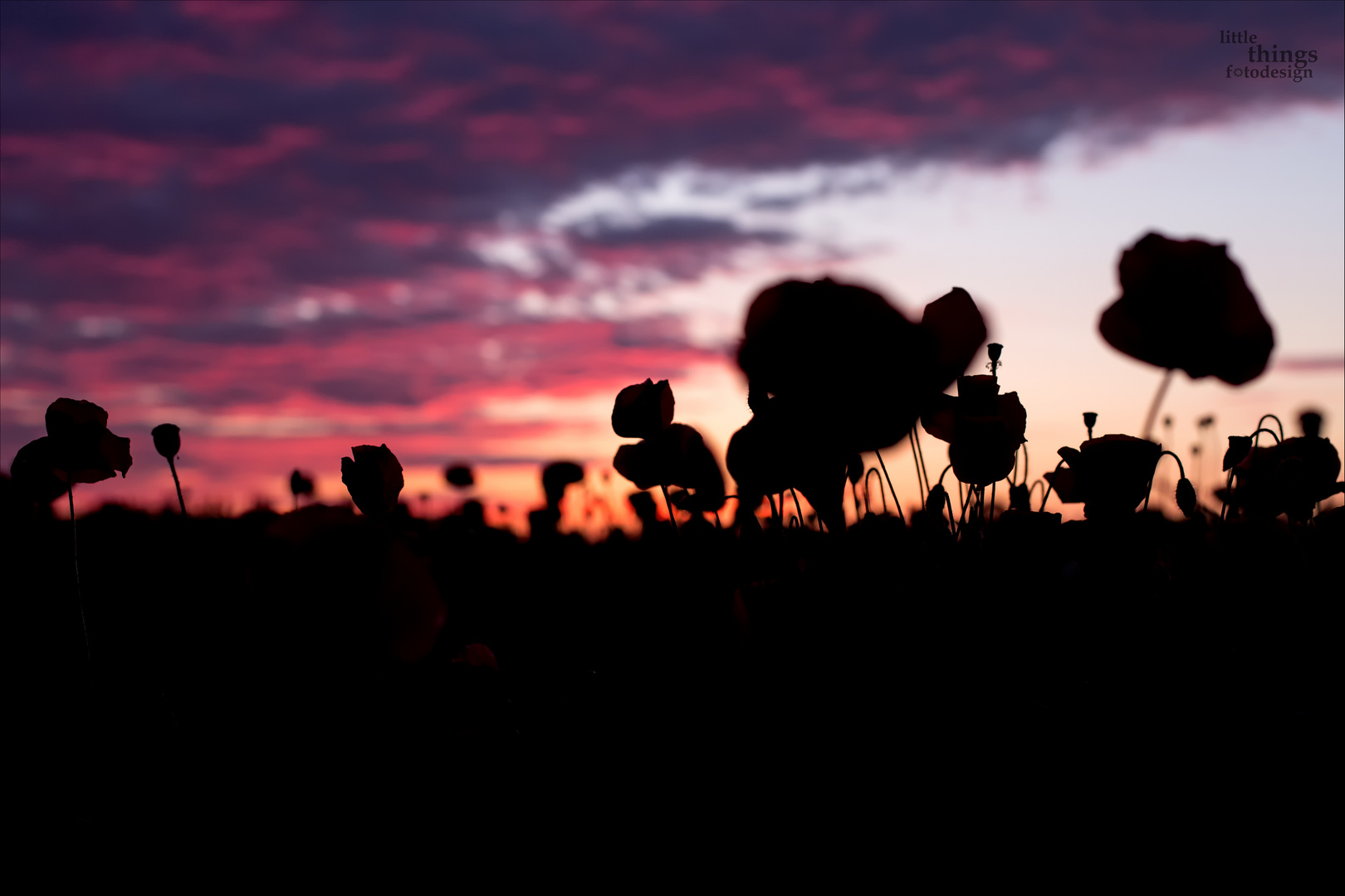 Mohn im Sonnenuntergang