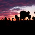 Mohn im Sonnenuntergang