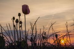 Mohn im Sonnenuntergang