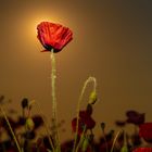 Mohn im Sonnenuntergang 