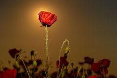 Mohn im Sonnenuntergang 