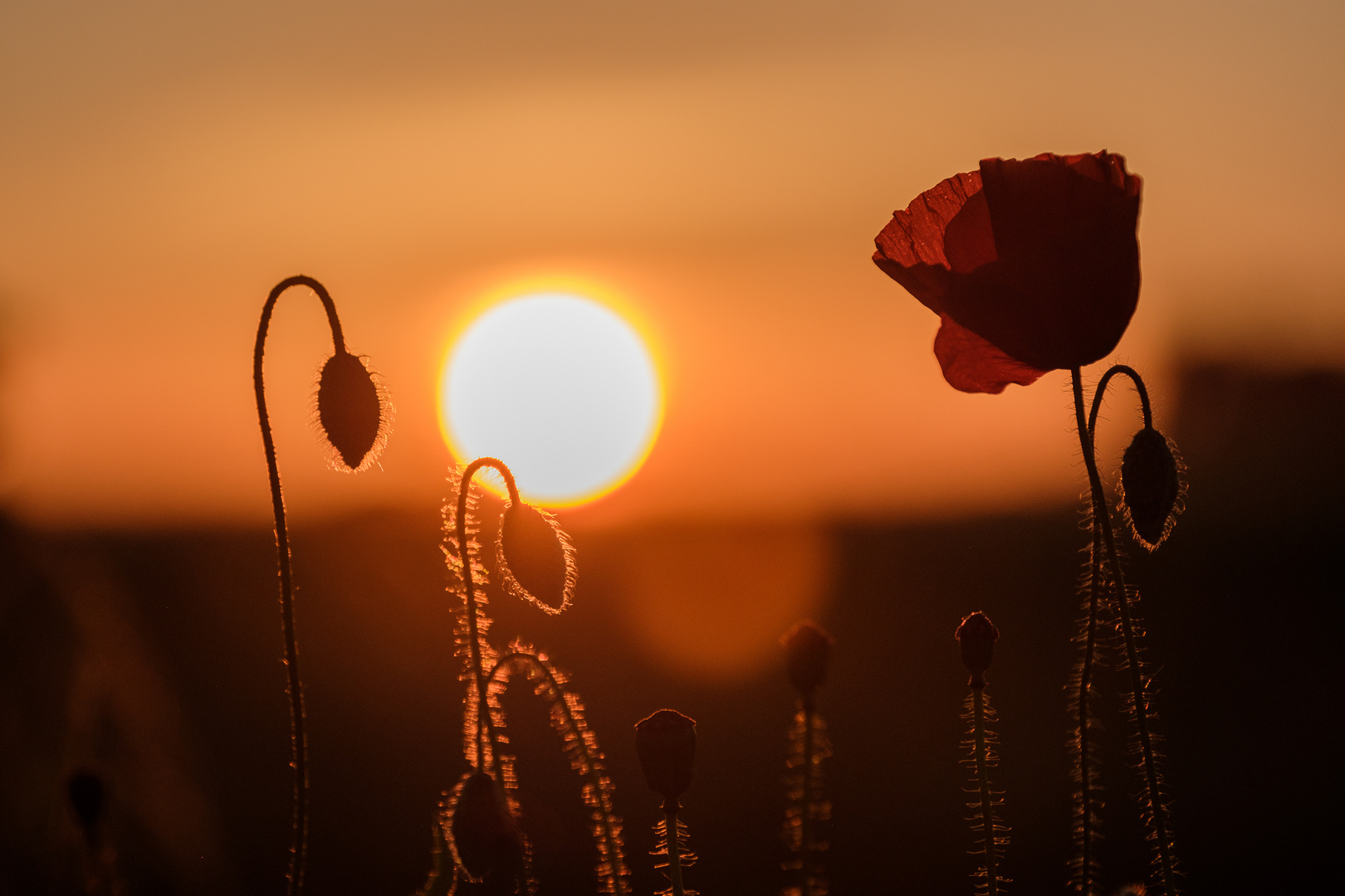 Mohn im Sonnenuntergang