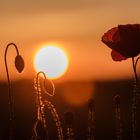 Mohn im Sonnenuntergang